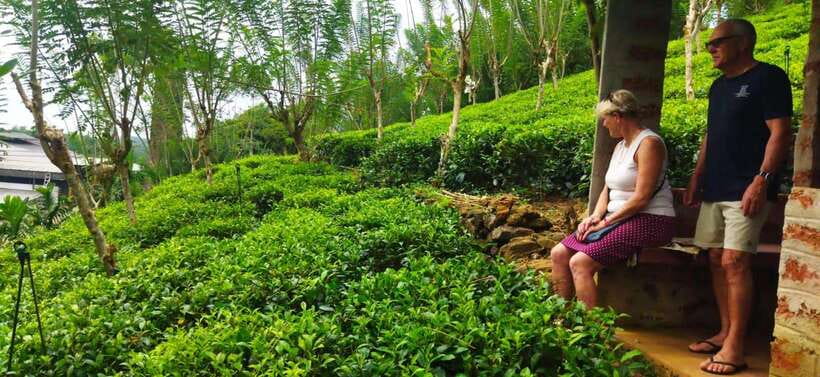 Ceylon Tea Experience from Colombo Port Passenger Terminal - From Colombo Port to Tea Country: how the day actually flows