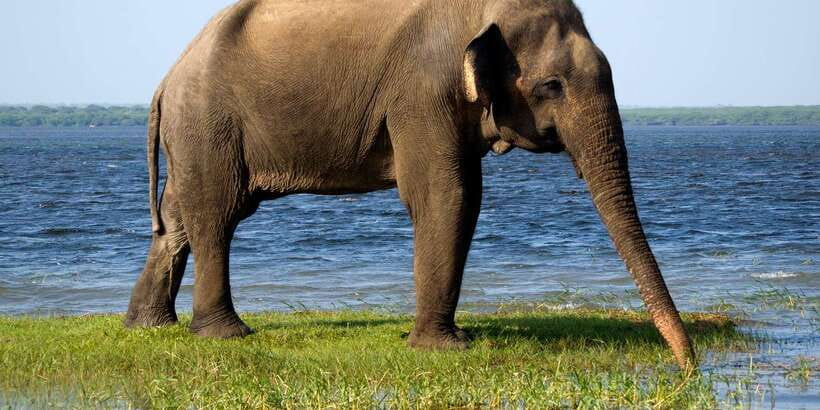 Colombo/Bentota/Kalutara/Ahungalla: Yala Safari Tour - The Jeep safari: how you move through leopard country