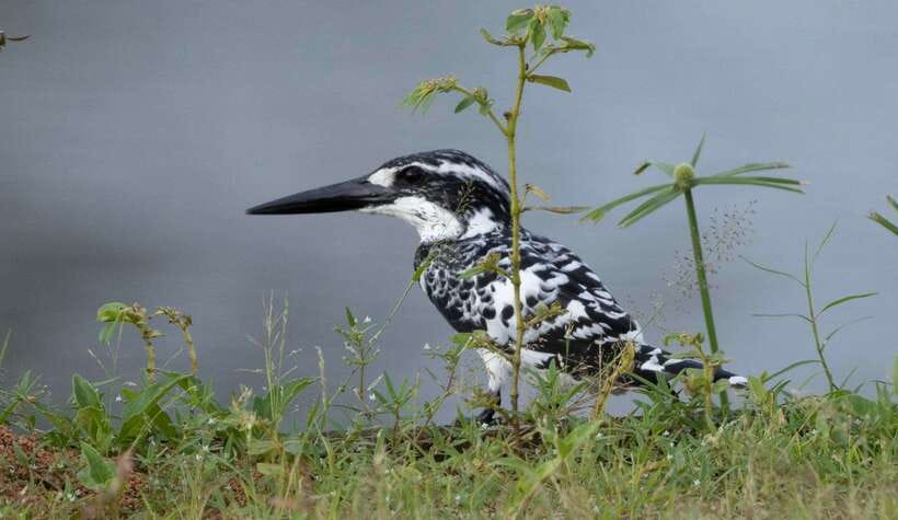 Colombo: Bird watching around Colombo-Guided Tour - 06 hours - Key points at a glance