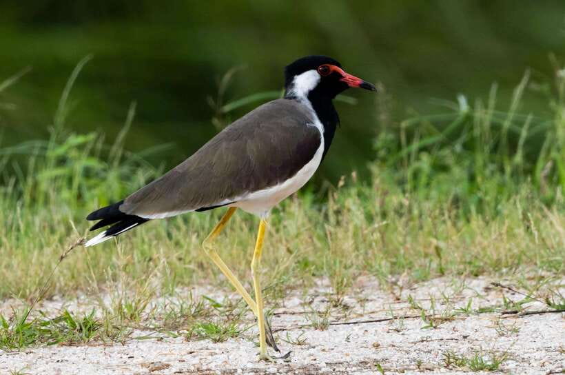 Colombo: Bird watching around Colombo-Guided Tour - 06 hours - Colombo wetlands, guided: what this 6-hour tour feels like