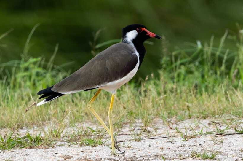 Colombo: Bird watching around Colombo-Guided Tour - 06 hours - How many birds can you realistically expect?