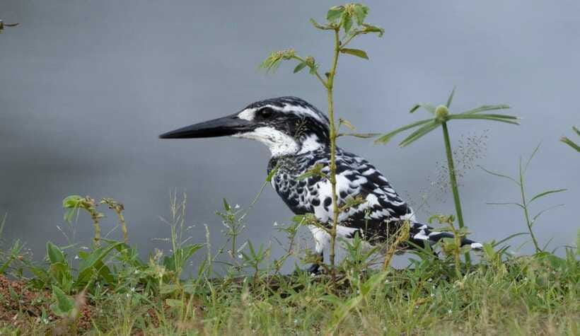 Colombo: Bird watching around Colombo-Guided Tour - 06 hours - Colombo birding value: is $76 per person worth it?