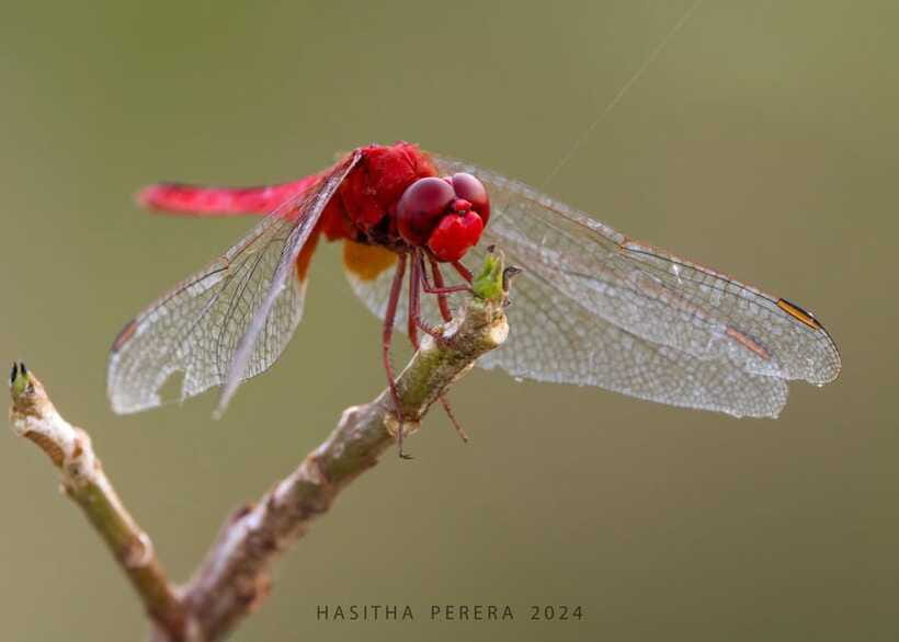 Colombo: Bird watching around Colombo-Guided Tour - 06 hours - A practical day plan: timing and pace tips