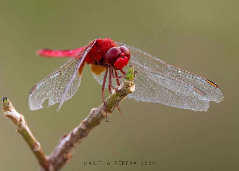 Colombo: Bird watching around Colombo-Guided Tour - 06 hours - Pick-up, air-conditioned car, and the small comforts that matter
