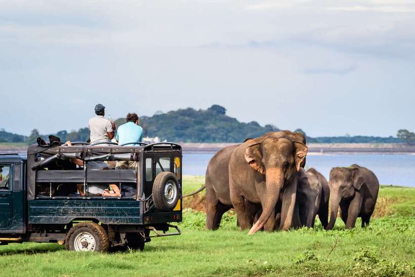 Colombo/Negombo: Sigiriya, Dambulla, and Minneriya Safari - A sweet fruit pause that’s more useful than it sounds