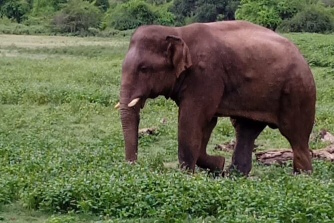 Colombo , Negombo to Trincomalee Transfer and Safari - Price and Value: Is $135 Per Person Worth It?