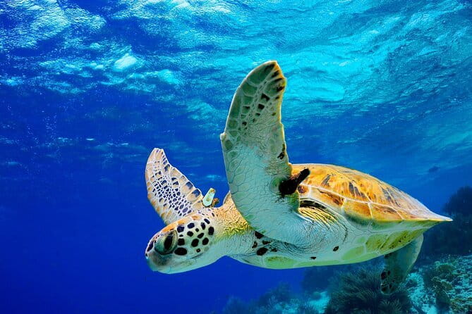Colombo to Galle All Inclusive Private Day Tour - Key Highlights You Should Know Before You Go