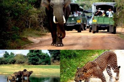 Colombo to Kandy,Ella & Yala 3 Day Tour - Royal Botanical Gardens and the Temple of the Sacred Tooth in Kandy