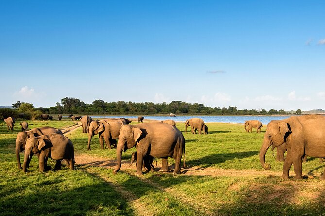 Colombo to Trincomalee Shuttle & Safari Drive - Pelvehera Village: The Lunch Stop That Makes the Transfer Worth It