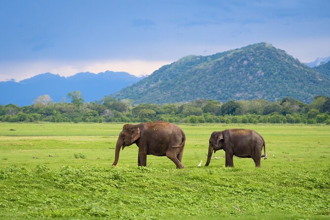 Colombo to Trincomalee Shuttle & Safari Drive - Minneriya National Park: Why the Dry Season Matters