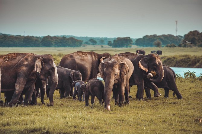Colombo to Trincomalee Shuttle & Safari Drive - Price and Value: Is $140 a Good Deal for This Route?