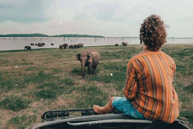Colombo to Trincomalee Shuttle & Safari Drive - Your Day Timeline: Pickup, Village Lunch, Then the Park