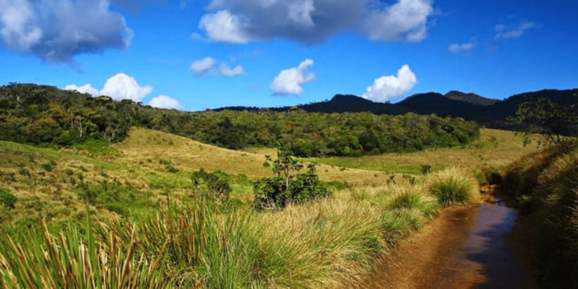Comprehensive Excursion: Horton Plains and Pedro Tea Factory - Pedro Tea Factory: how the day ends with something you can taste