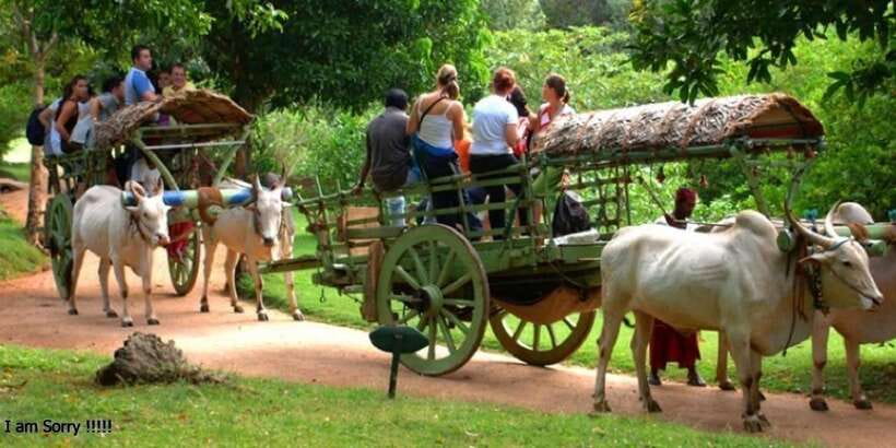 Dambulla: Caves Temple & Traditional Village Tour with Lunch - Temple timing and free time: how to use your moments well