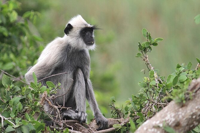 Day Excursion to Yala National Park From Colombo - Getting From Colombo: Pickup Choices, Meeting Point, and the 10 km Rule