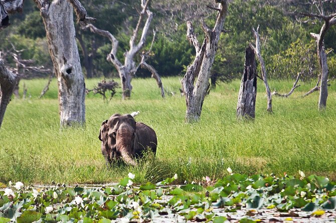 Day Excursion to Yala National Park From Colombo - Yala Jeep Safari: How the 3 Hours Work on the Ground