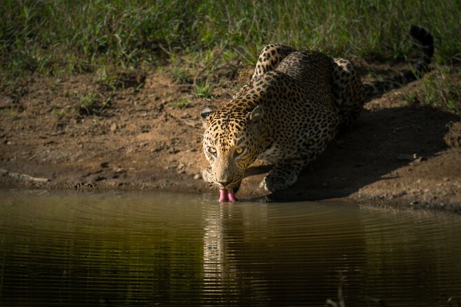 Day Excursion to Yala National Park From Colombo - Leopard Country and Birdwatching: What’s Realistic to Expect