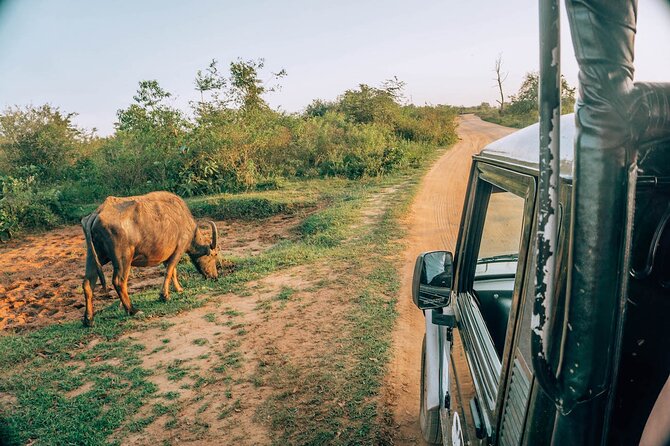 Day Excursion to Yala National Park From Colombo - Who This Colombo-to-Yala Trip Is Best For