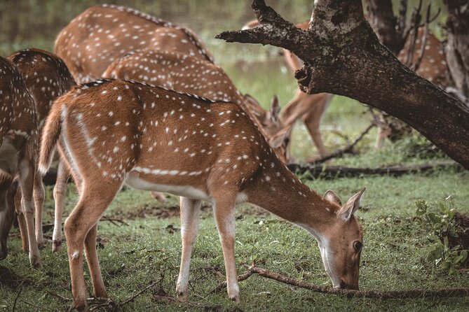 Day Excursion to Yala National Park From Colombo - The Road Trip Stops: Bentota, Hikkaduwa, Galle, and Matara (What They Mean in Real Life)