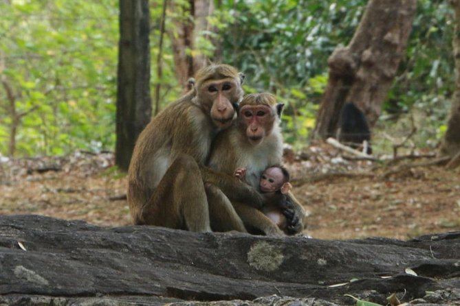 Day Tour from Dambulla to Sigiriya or Pidurangala & Polonnaruwa - Small-Group Logistics: Pickup, Meeting Point, and Peace of Mind
