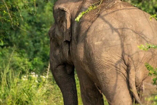 Day Tour from dambulla to Sigiriya & Polonnaruwa - How Samar and the private setup improve your day