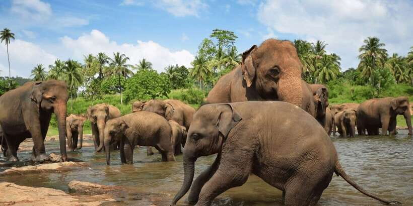 Day Tour to Elephant Orphanage / spice garden - Key highlights worth your time