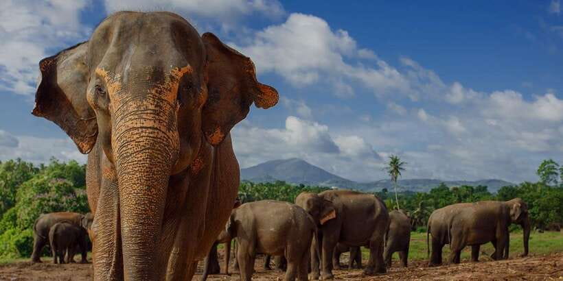 Day Tour to Elephant Orphanage / spice garden - Why Pinnawala’s river-hour is the star of the show