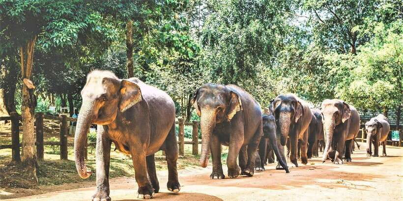 Day Tour to Elephant Orphanage / spice garden - Pinnawala Elephant Orphanage: what you’ll actually see