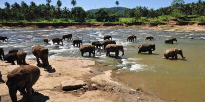 Day Tour to Elephant Orphanage / spice garden - Colombo pickup and the drive that shapes your whole schedule