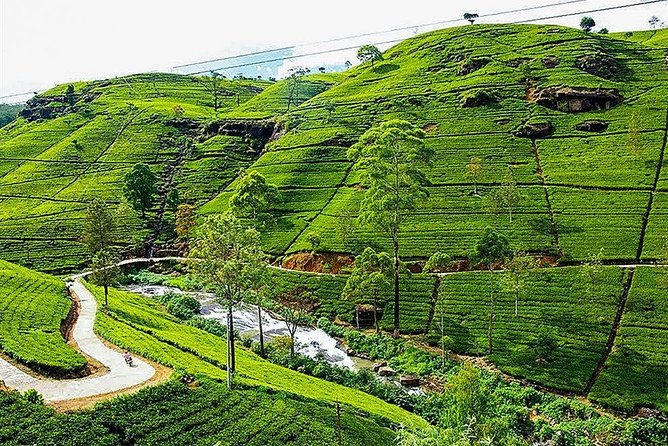 Day Tour to Nuwara Eliya from Kandy by Lux Tours Lanka - Key highlights
