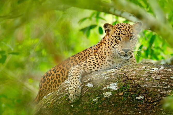 Day Tour to Wilpattu National Park from Colombo - Colombo Pickup, Air-Conditioned Drive, and Onboard WiFi