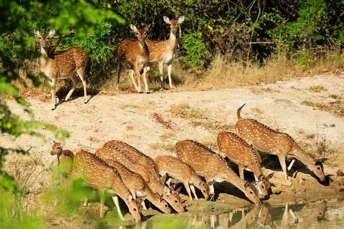Day Tour to Wilpattu National Park from Colombo - How the Jeep Safari Works (and Why It Matters)