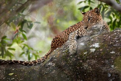 Day Tour to Wilpattu National Park from Colombo - Entering Wilpattu National Park: Lakes, Wildlife, and Morning Timing