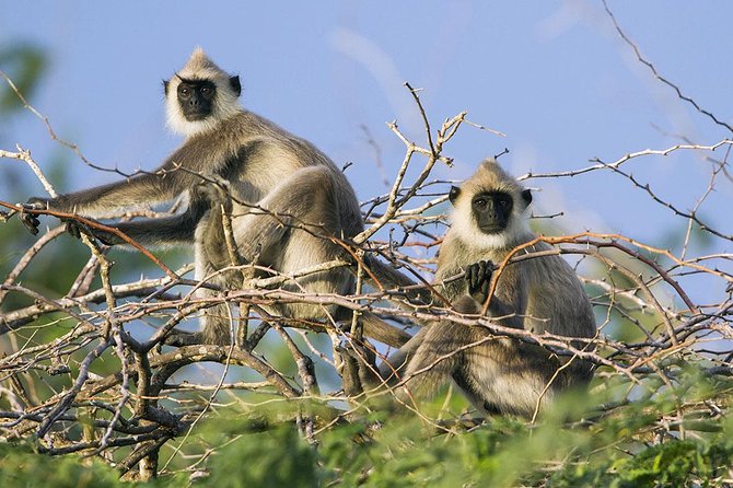 Day Tour to Wilpattu National Park from Colombo - What Happens After the Safari: Drop-Off and Recovery Time
