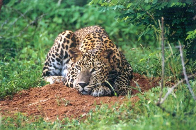 Day Tour to Wilpattu National Park from Colombo - Food, Water, and the Real Packing List for Long Days