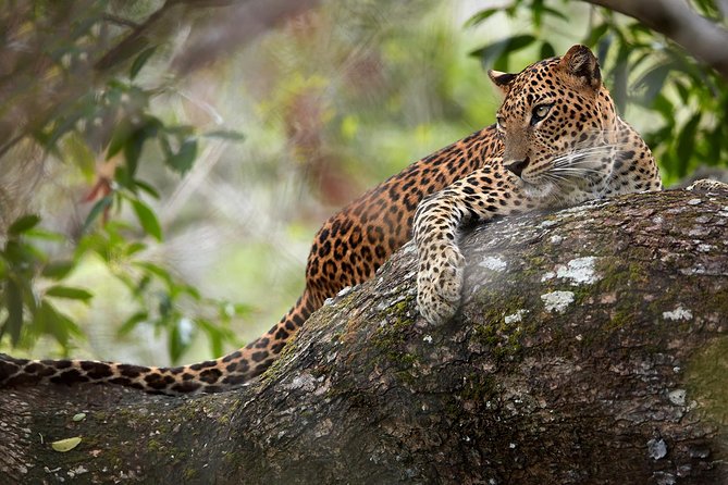Day Tour to Wilpattu National Park from Colombo - Entering Wilpattu National Park: Lakes, Wildlife, and Morning Timing