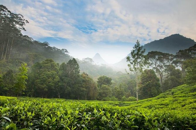 Day Trip to Nuwara Eliya with Kingfisher Tours - Why this day trip beats renting a car from Colombo