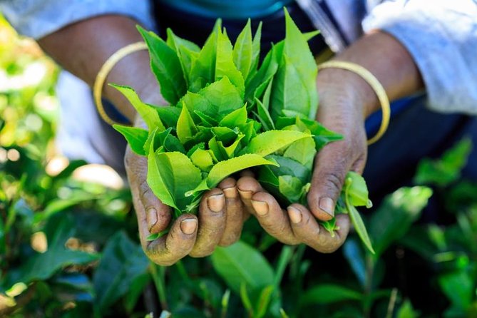 Day Trip to Nuwara Eliya with Kingfisher Tours - Pedro Tea Factory: the tea tasting stop that makes the trip worth it
