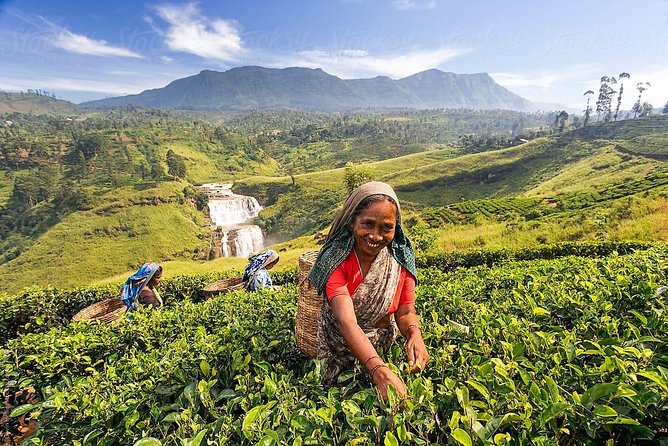Day Trip to Nuwara Eliya with Kingfisher Tours - Lover’s Leap Falls: quick timing, big height