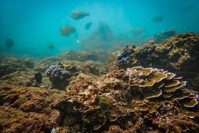 Discover SCUBA Diving in Beautiful Unawatuna Bay - The 3-Hour Plan: From Health Form to Rock Island