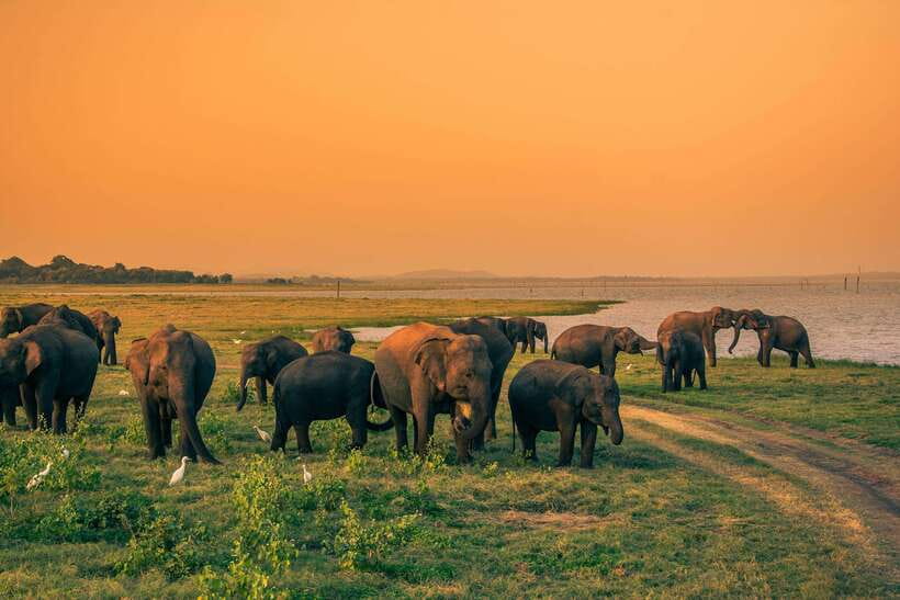Elephant Jeep Safari at Minneriya National Park - Key highlights to know before you go
