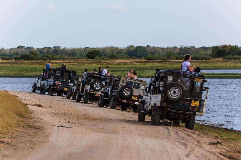 Elephant Jeep Safari at Minneriya National Park - Minneriya Elephant Gathering: why this safari is worth the drive