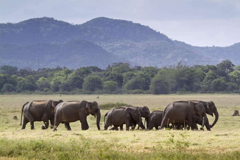 Elephant Jeep Safari at Minneriya National Park - What’s included for $35: value beyond the ticket price