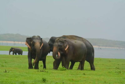 Elephant Jeep Safari at Minneriya National Park - How the 4-hour jeep safari actually runs (pickup to drop-off)