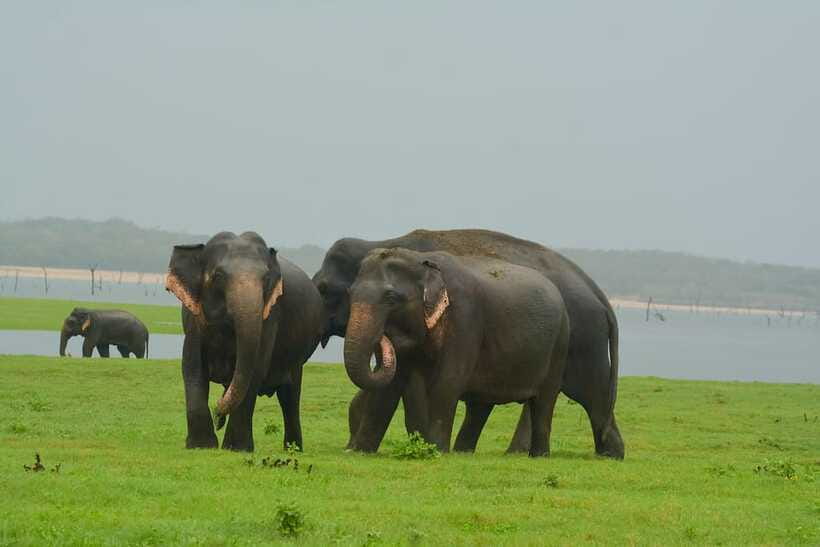 Elephant Jeep Safari at Minneriya National Park - Wildlife viewing: what you should look for once you’re in the park