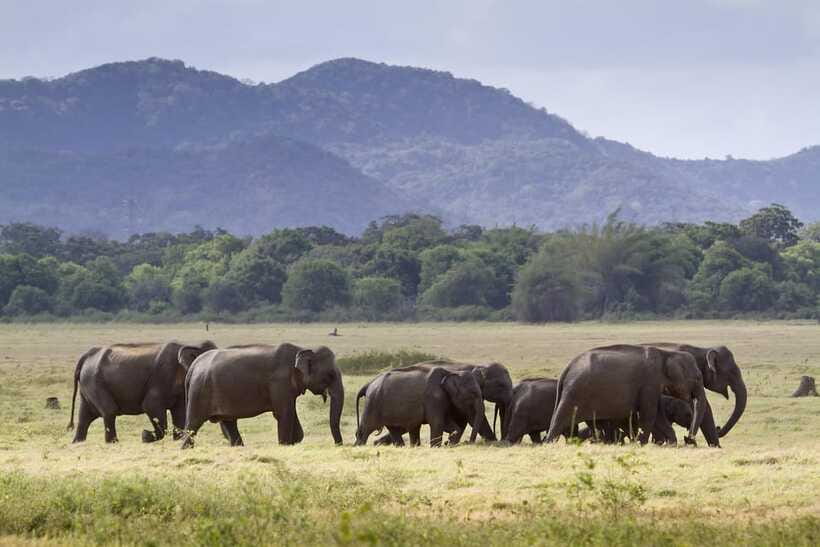 Elephant Jeep Safari at Minneriya National Park - What to bring (and what to avoid) for a comfy Minneriya day
