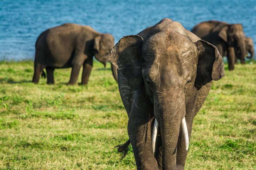 Elephant Jeep Safari at Minneriya National Park - Who this safari fits best (and who should skip it)