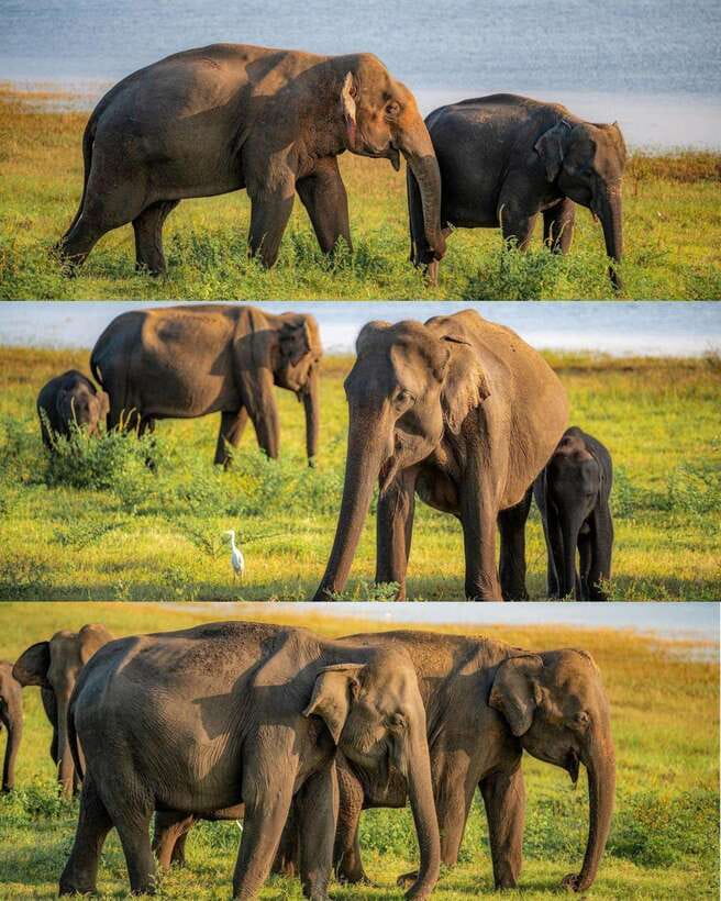 Elephant Kingdom Safari – Minneriya National Park - Key Things You’ll Notice on This Minneriya Safari