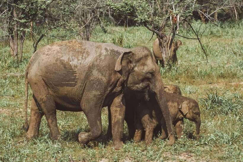 Elephant Kingdom Safari – Minneriya National Park - Private 4x4 Jeep: Comfort and Visibility Actually Change Your Sightings