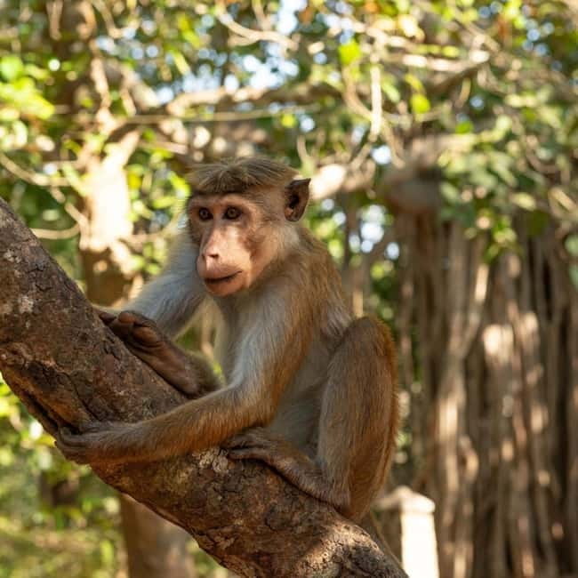 Elephant Kingdom Safari – Minneriya National Park - Price and Value: Is $22 a Bargain or a Bet?